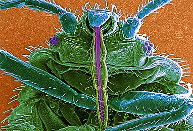 《街头霸王6》封测版本已经被泄露 已可游玩